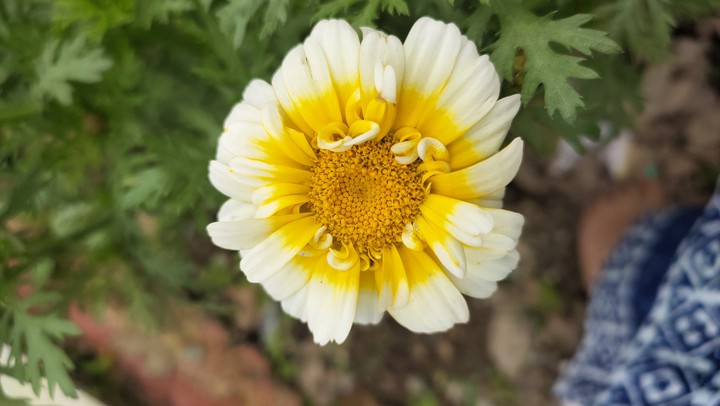 flower