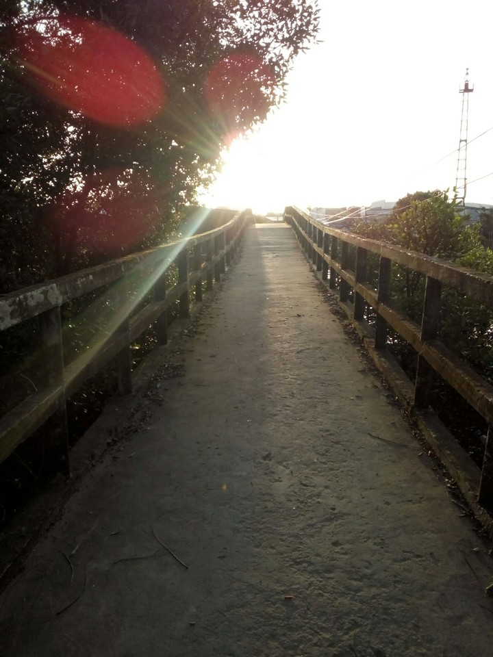 The sun