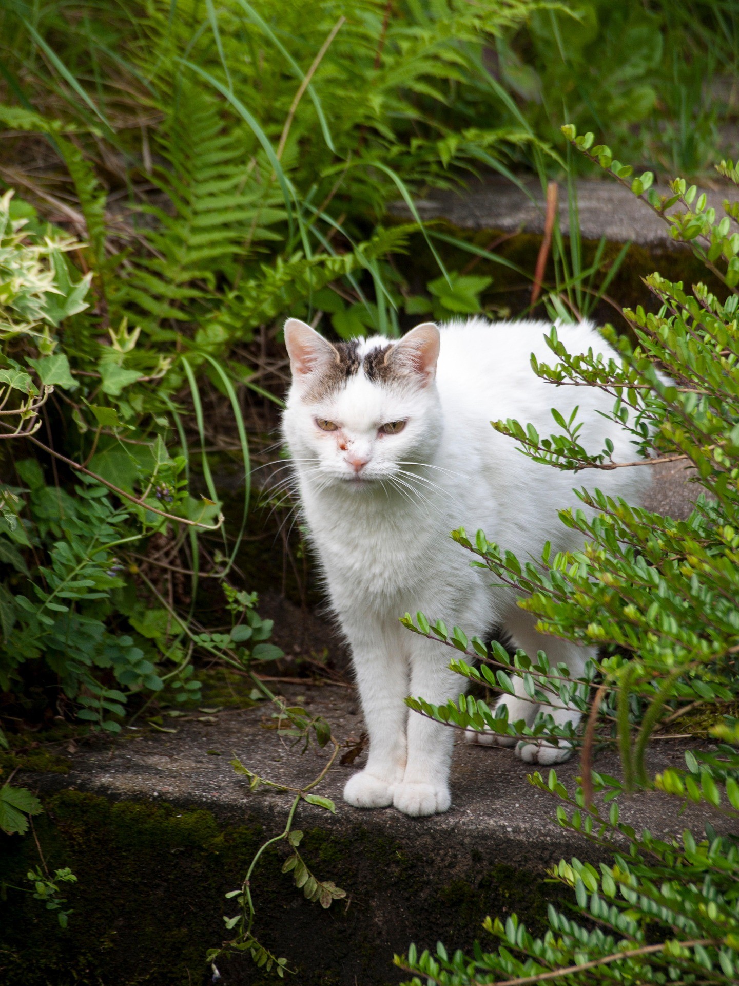 sfondi felinae, whiskers