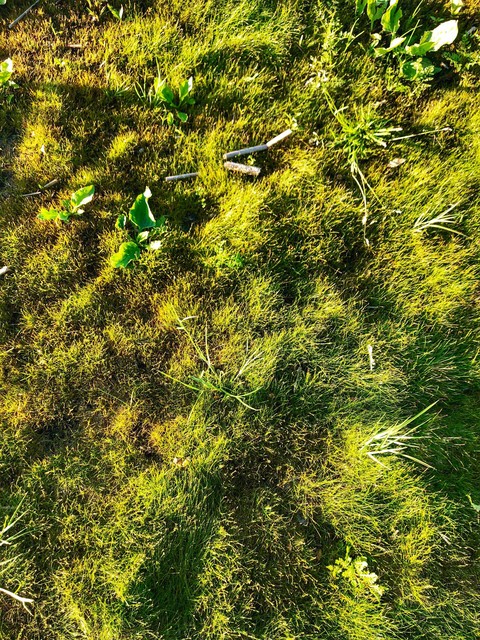 green grass