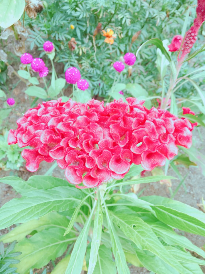 Flower