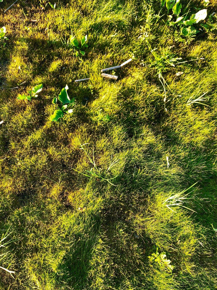 green grass
