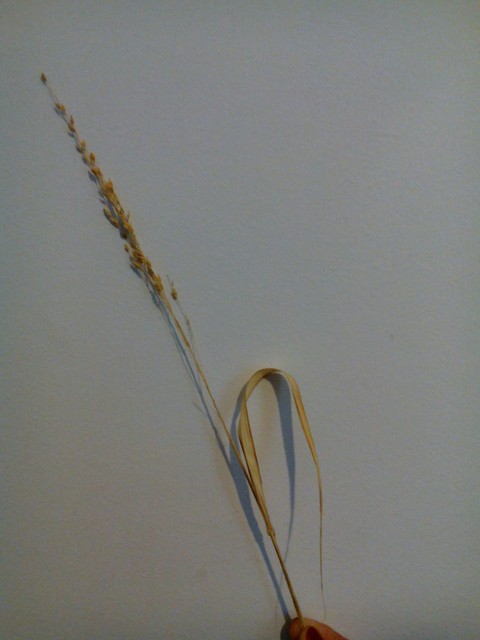 Grass