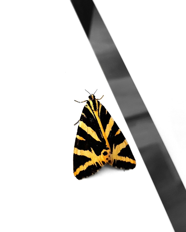 Butterfly !