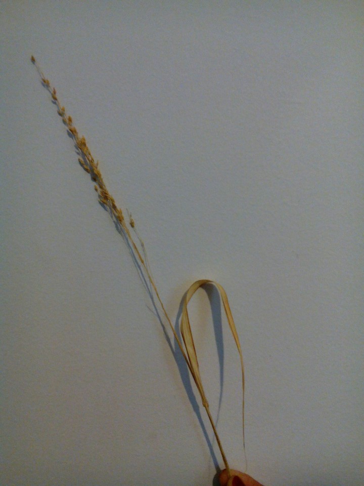 Grass