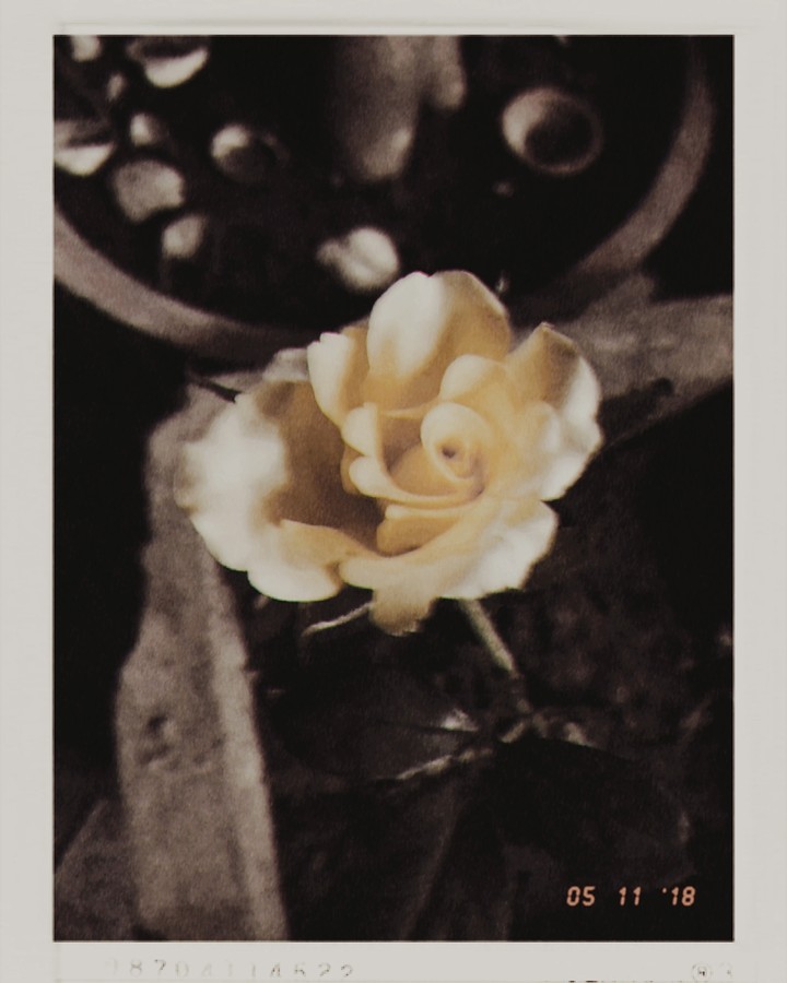 yellow rose