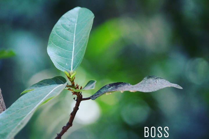 boss