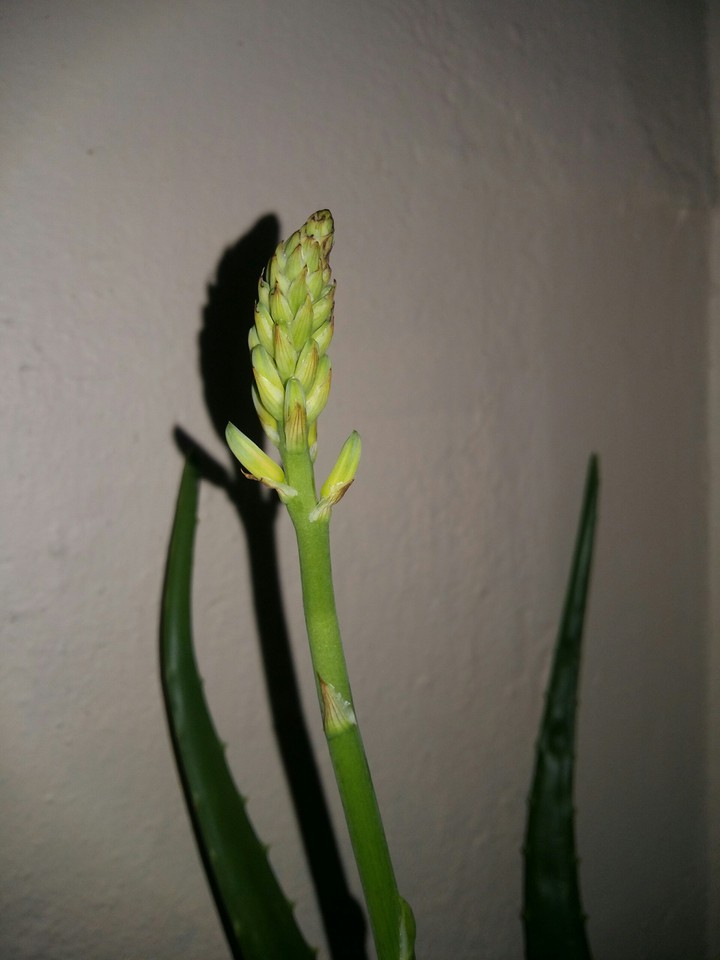 Aloe Vera flower