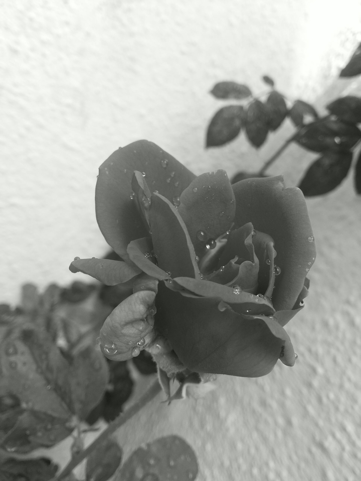 #red rose #black & white rose