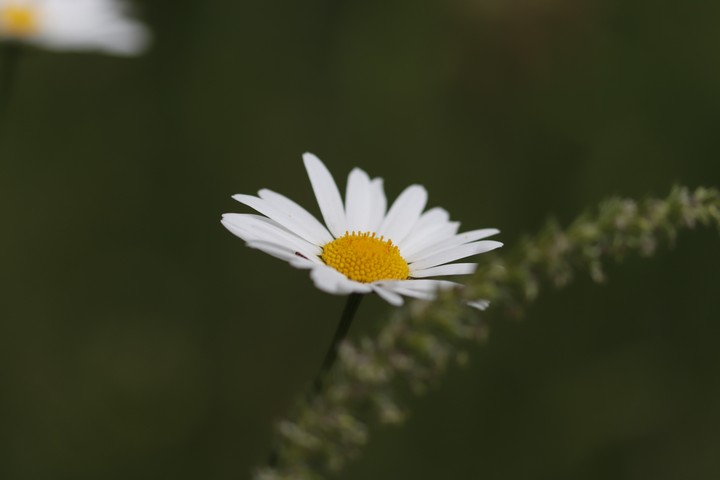 flower 03