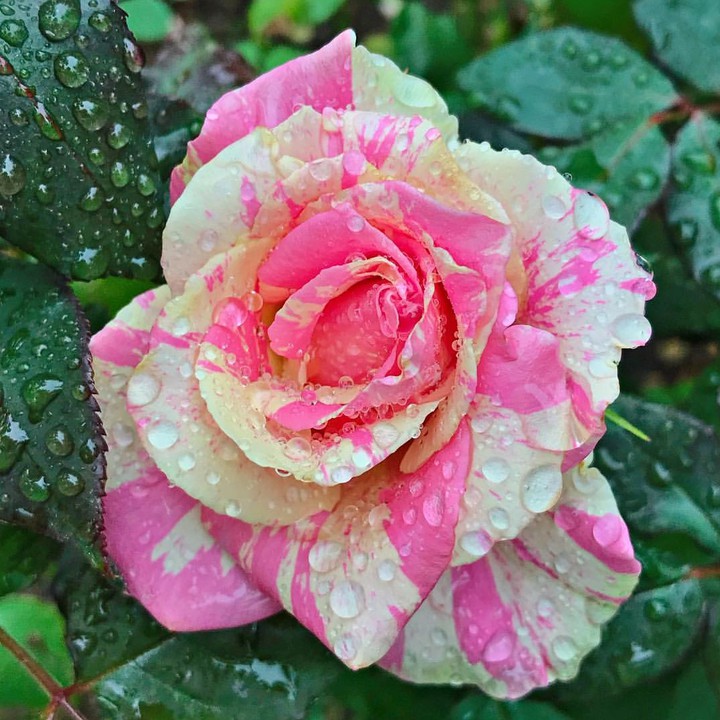 Rose