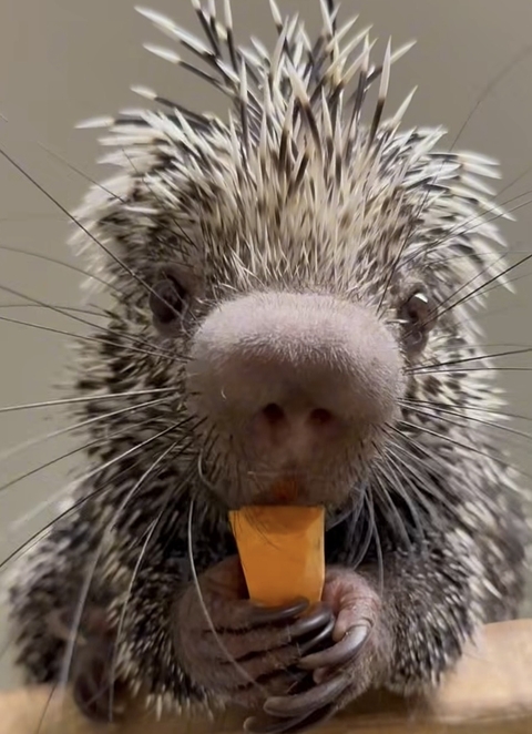 Porcupine
