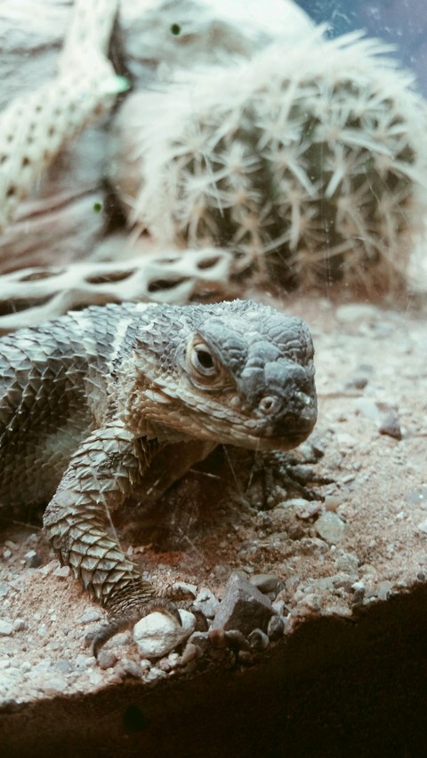 Lizard