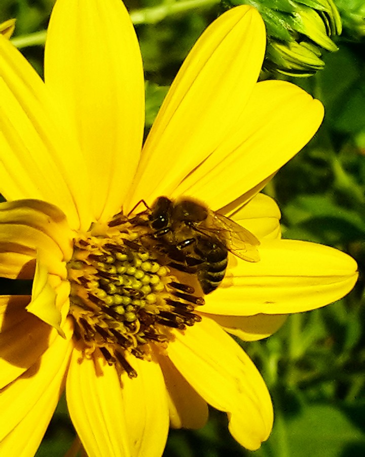 bee in action..