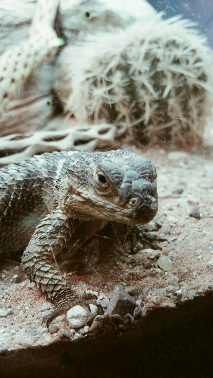 Lizard