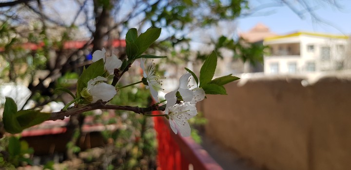 SPRING TIME