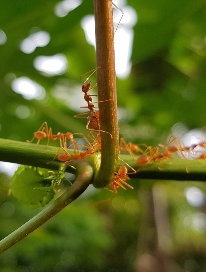 ant world