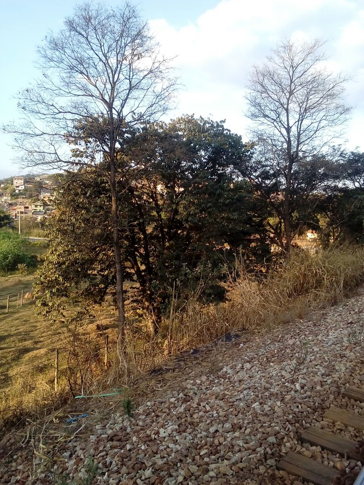 ARVORE NO PASTO