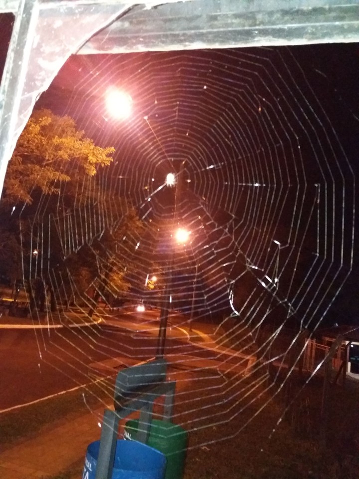 cobweb
