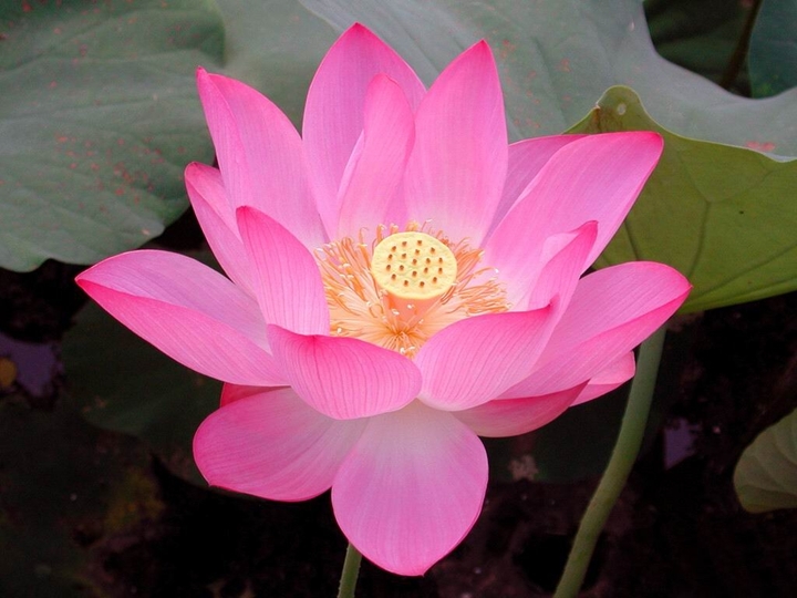 lotus