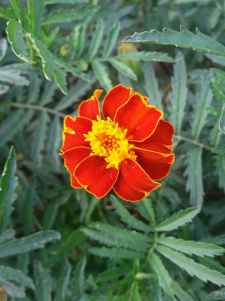 orange