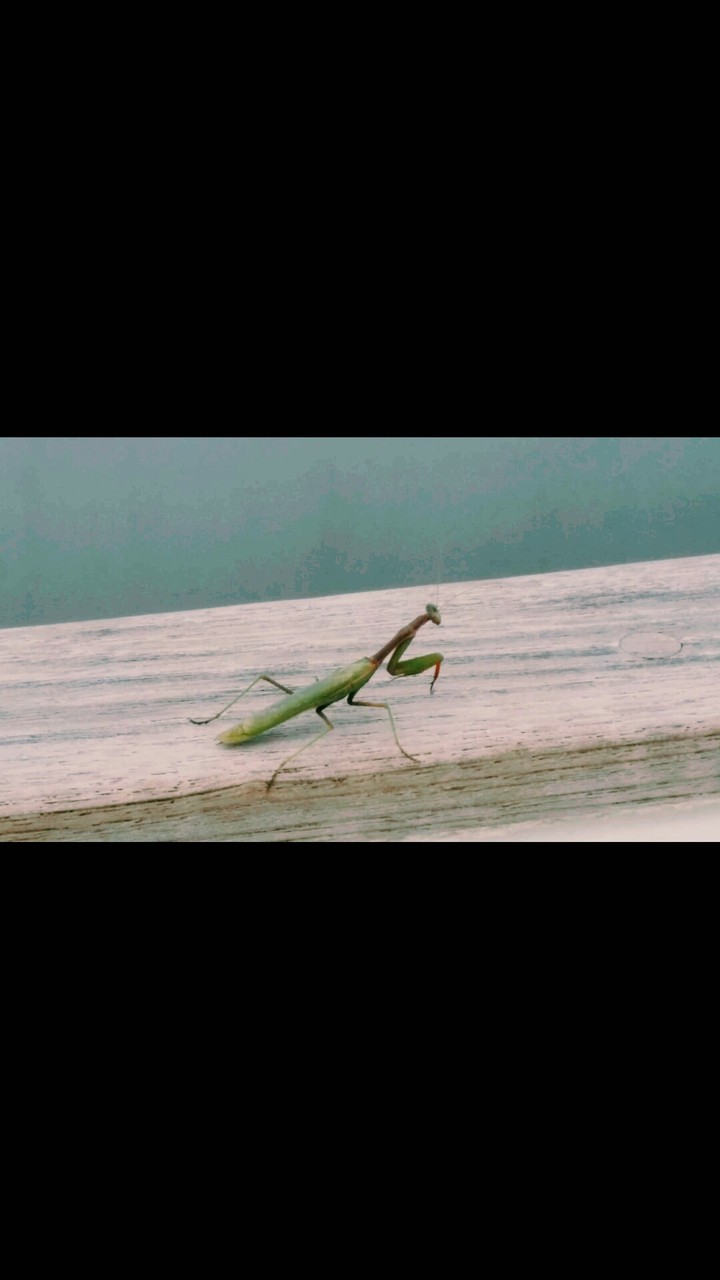 mantide religiosa?