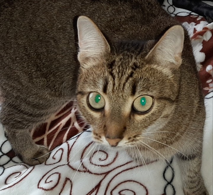 кошка