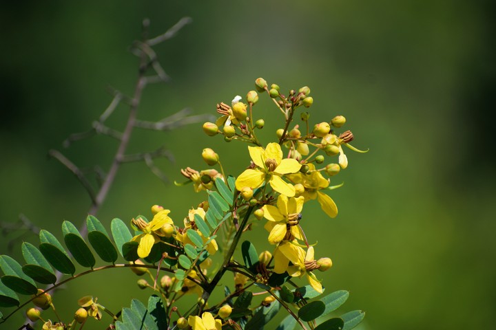 flowers