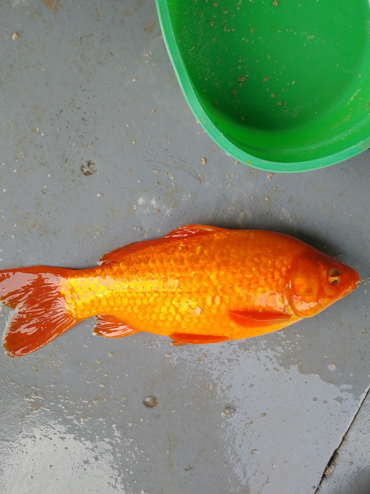 물고기 Fish