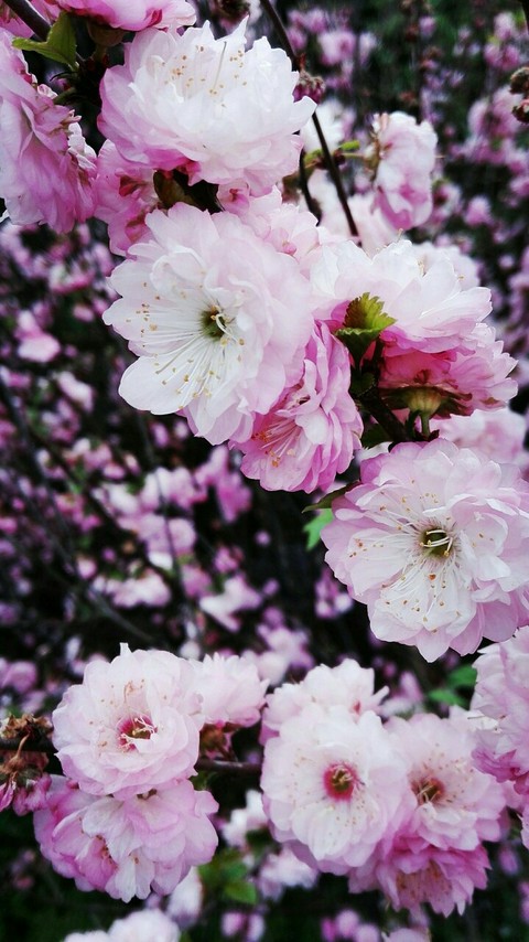 sfondi flower, blossom