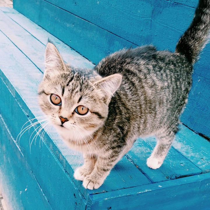 Cute cat 