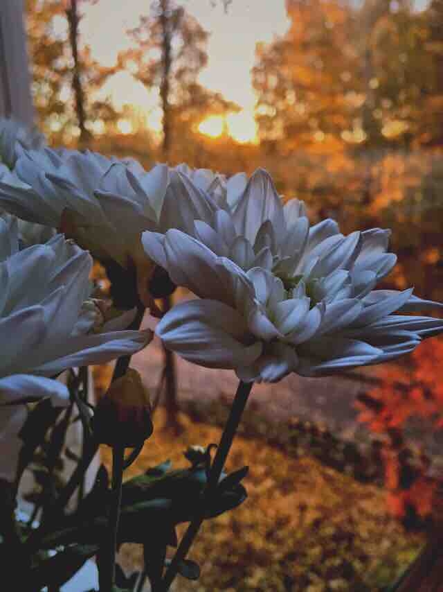 цветы