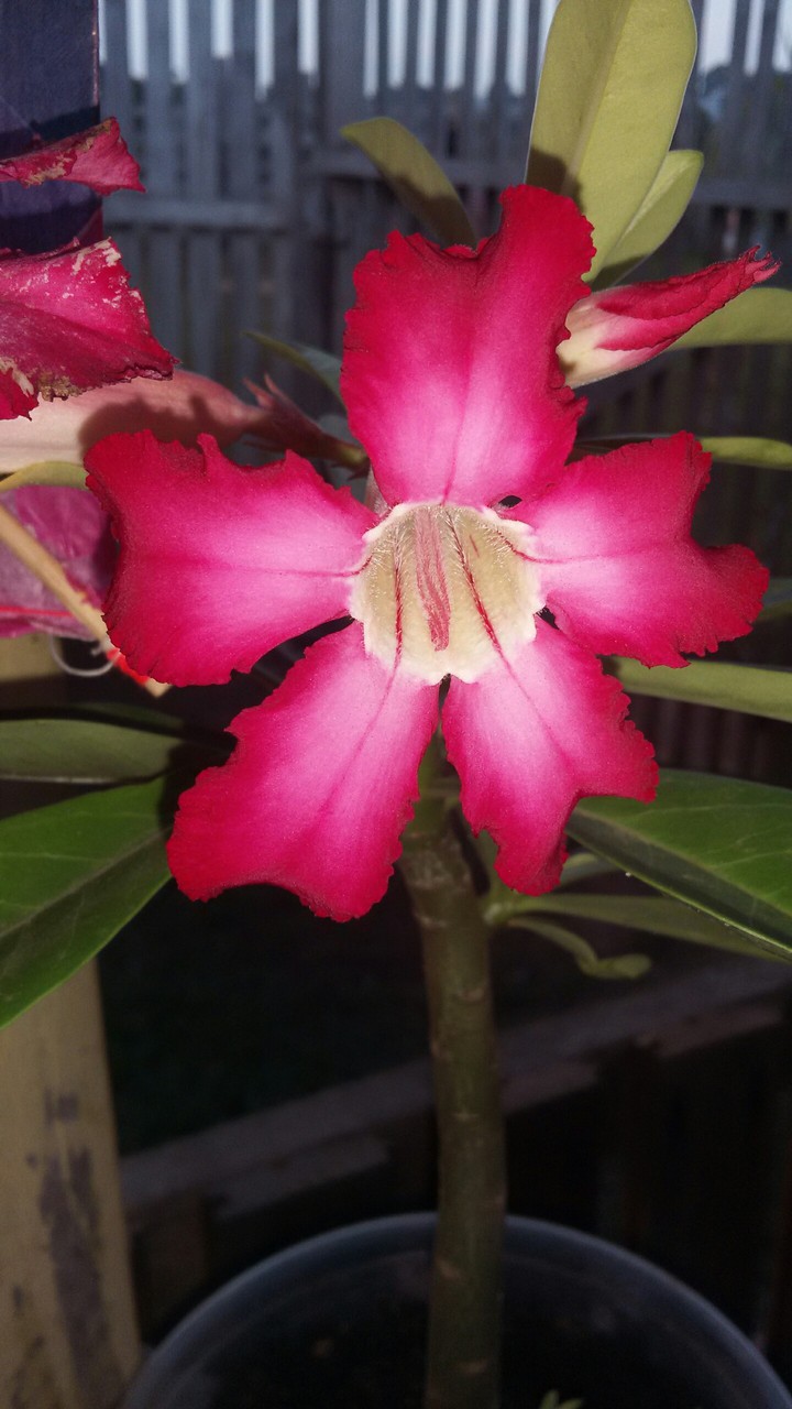 rosa do deserto
