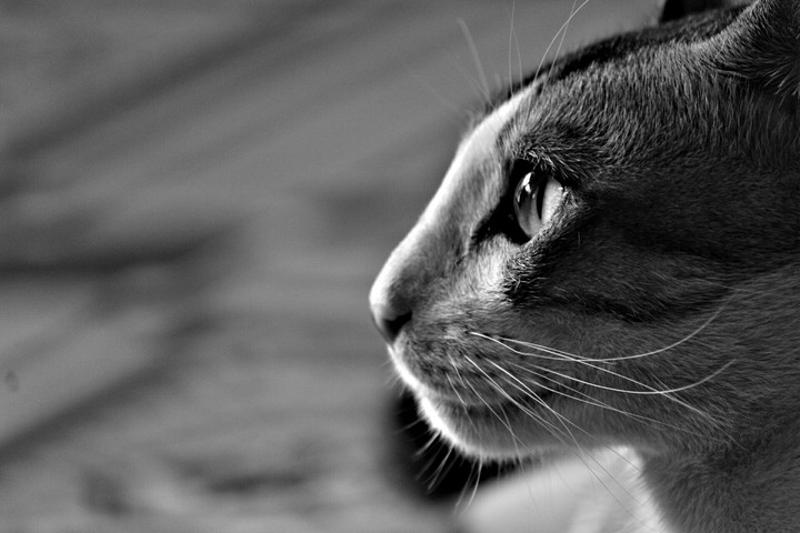 Cat lovers