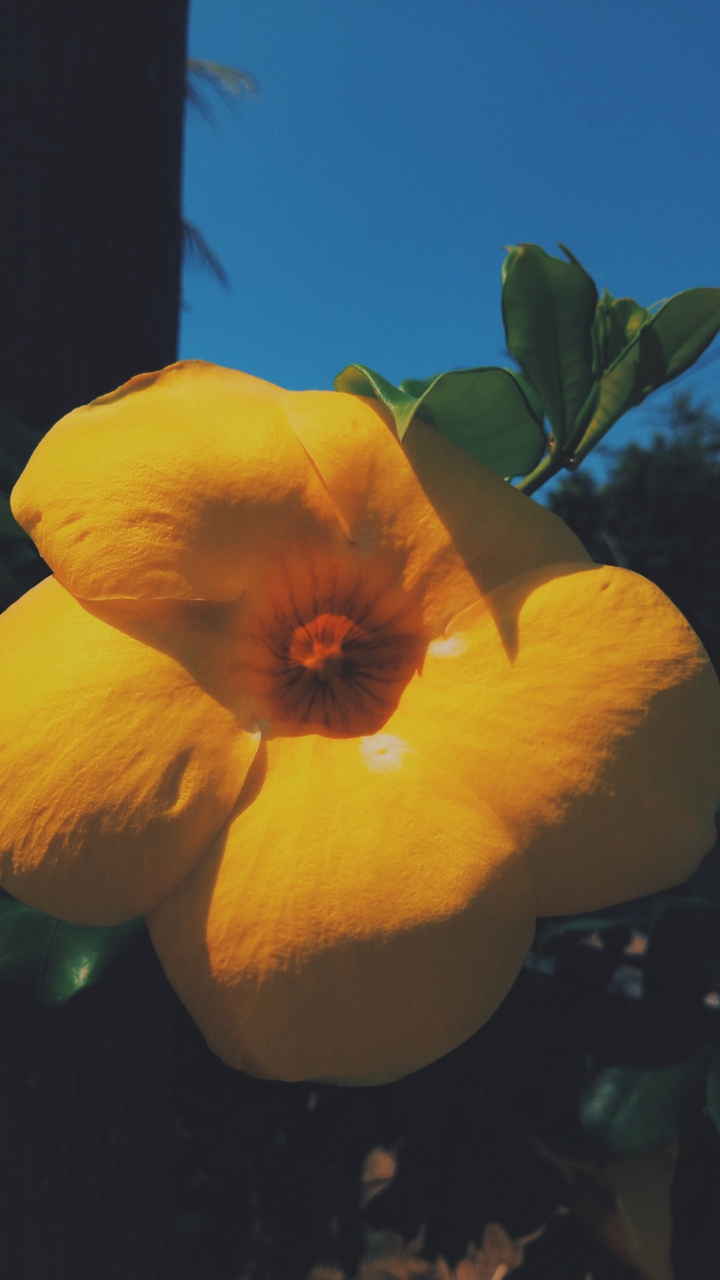 yellow