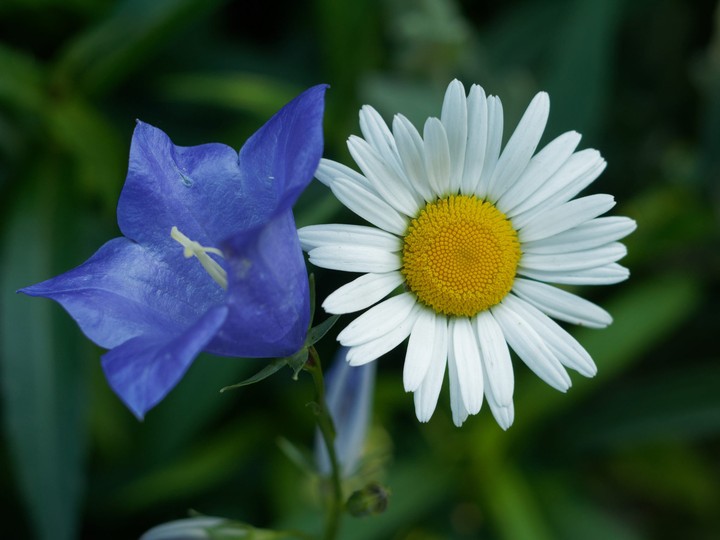 flowers