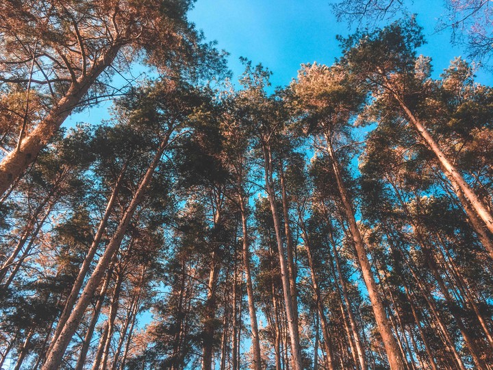 ? trees