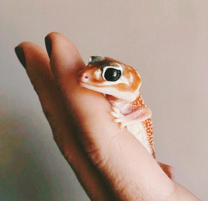Ящерка~