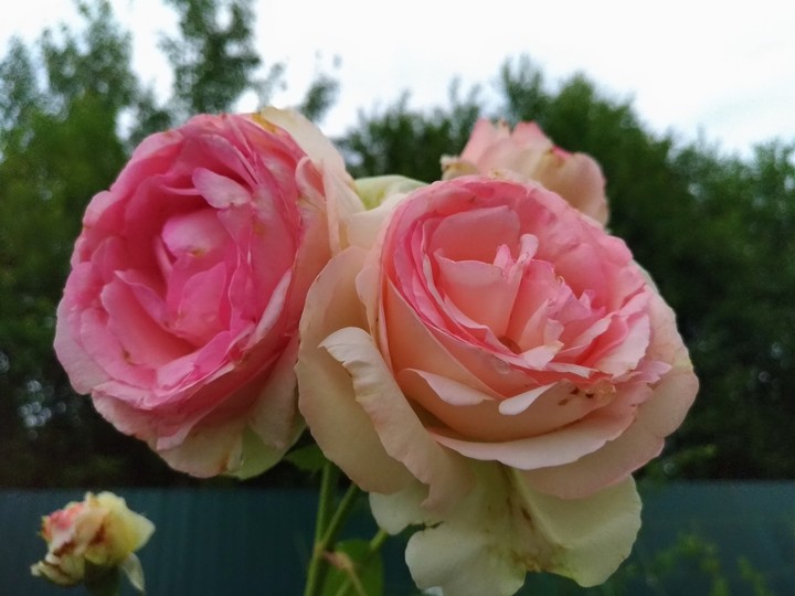 Roses