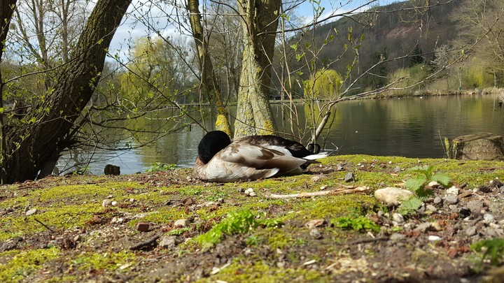 das schöne Foto in Alsdorf Tierpark. Deutschland