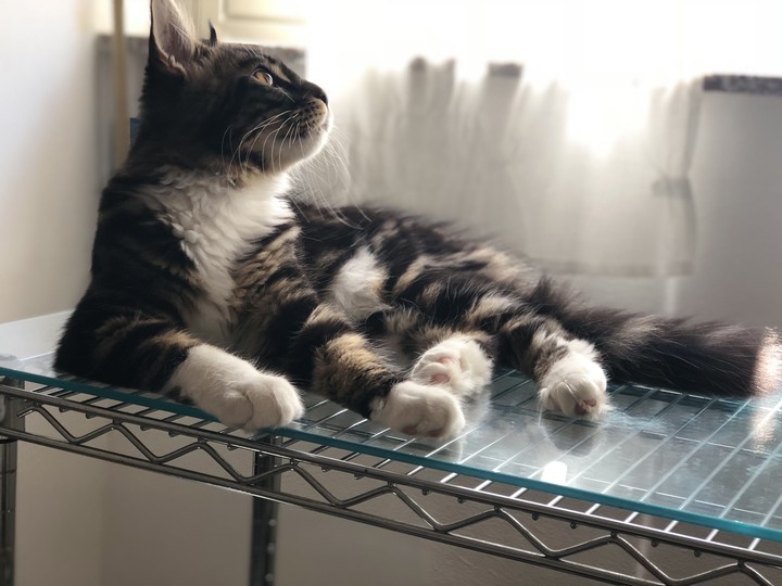 cat
