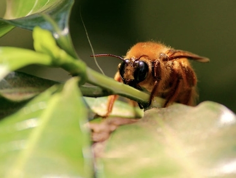 insect, parasitism wallpapers