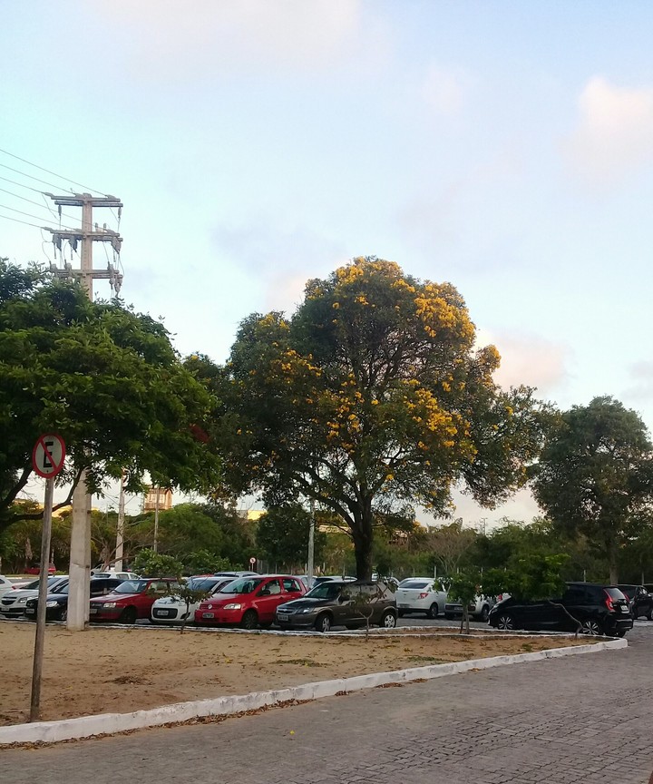No nordeste outono é primavera
