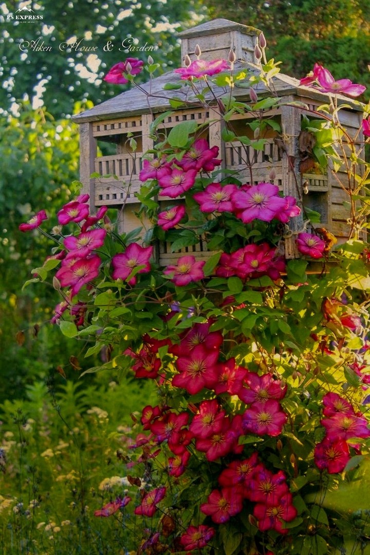 garden flowers