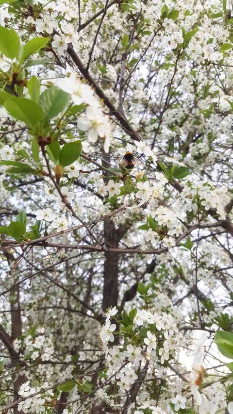 вишня