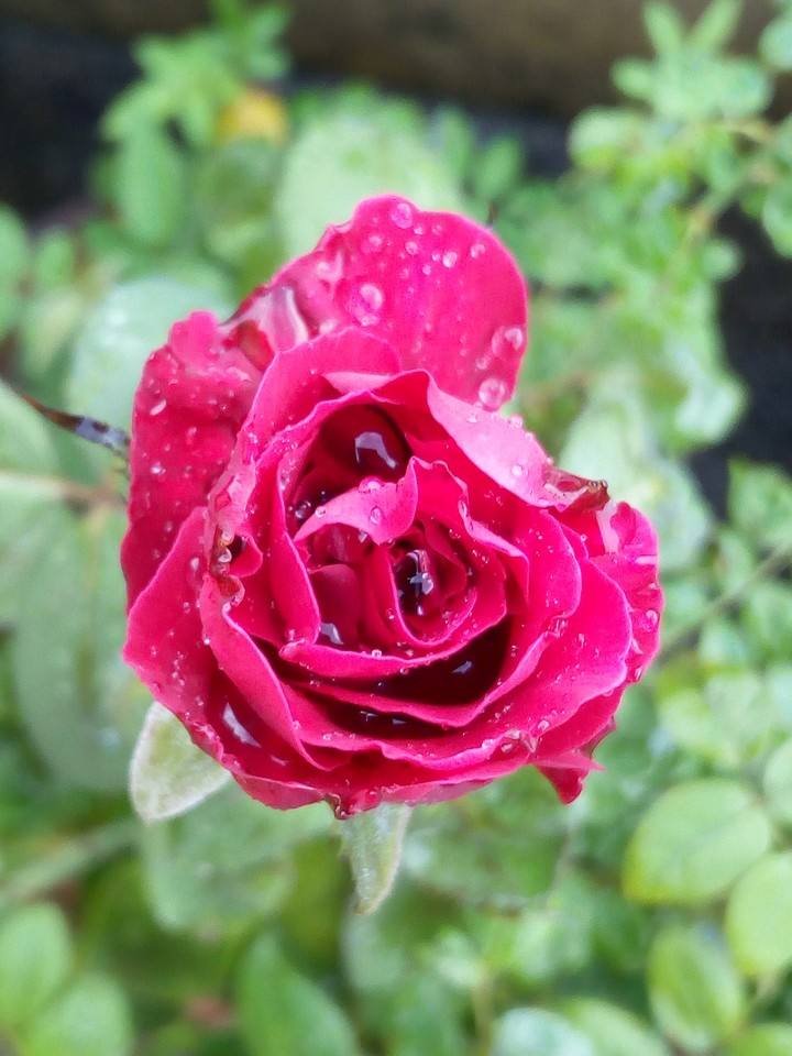 rose