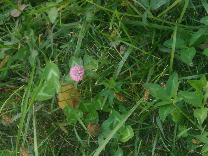 clover in october