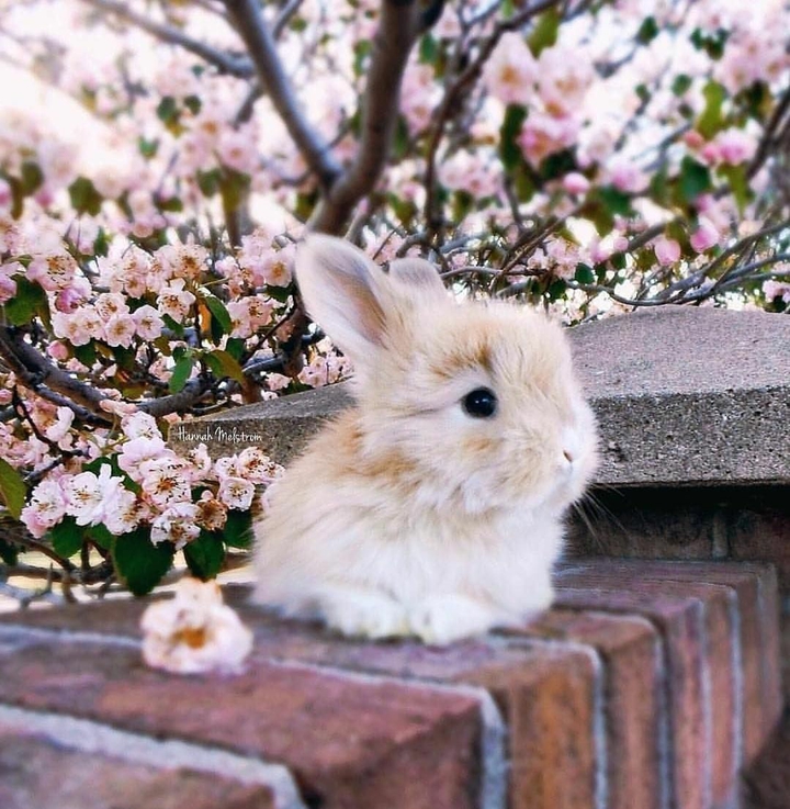 cute easter bunny