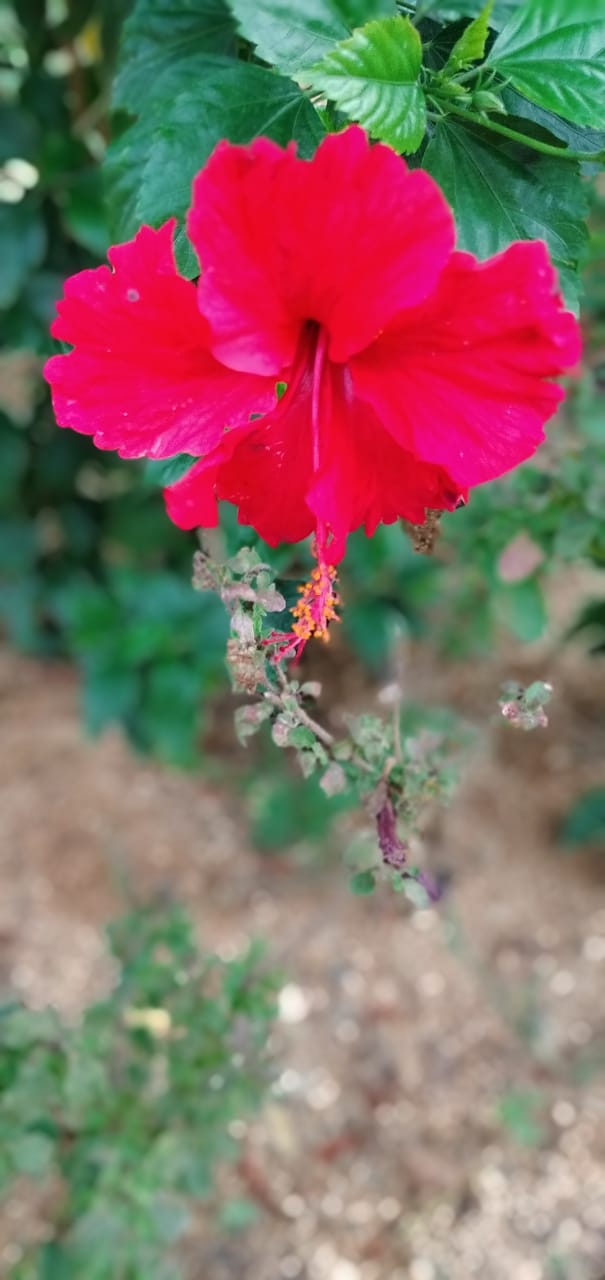 flowerssssss