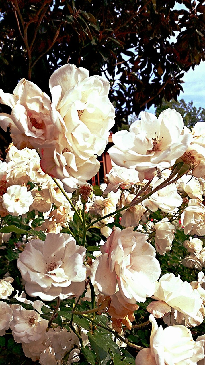 White Bloom